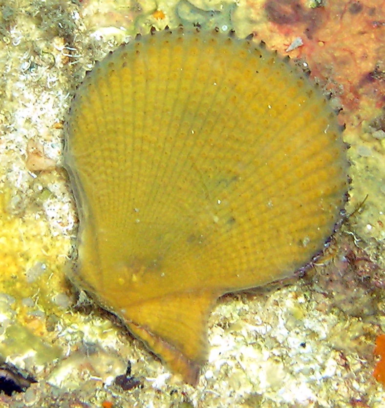 Mollusca - Chlamys varia (Linn, 1758)